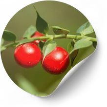 Butcher's Broom